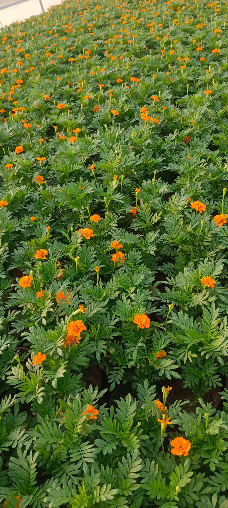 孔雀草