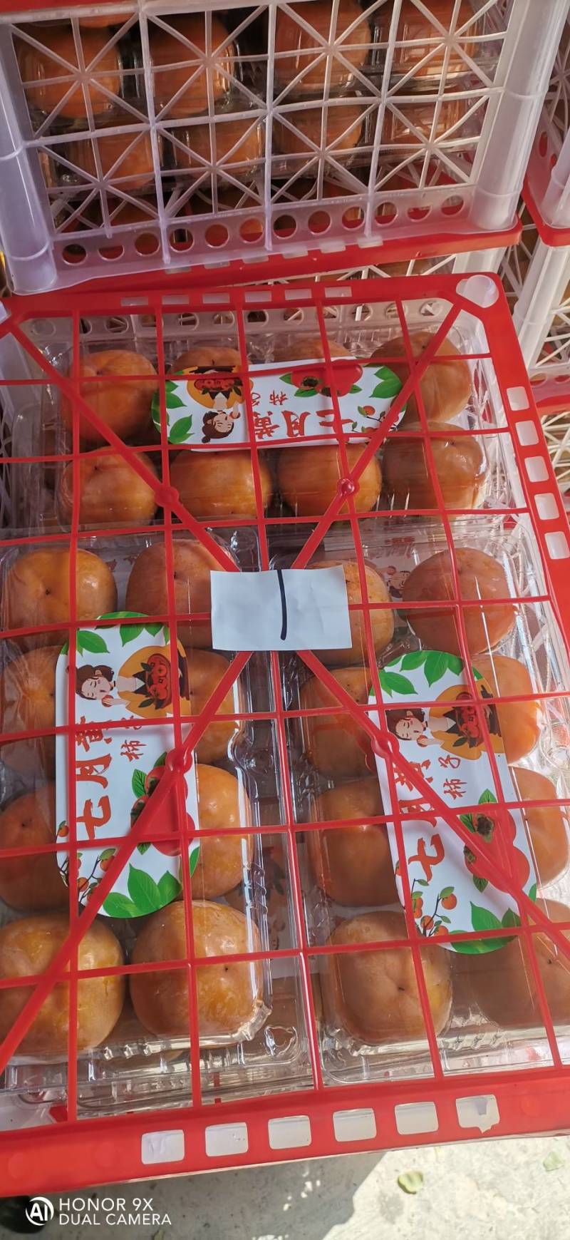 七月黄柿子
