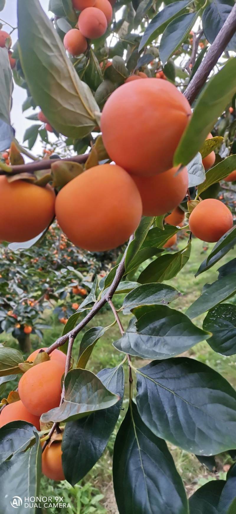 胭脂红柿子