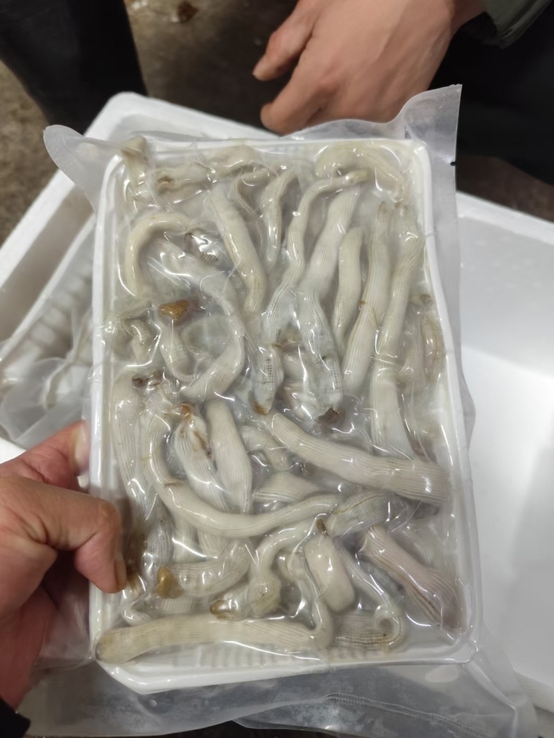 去内脏沙虫肉15元/袋