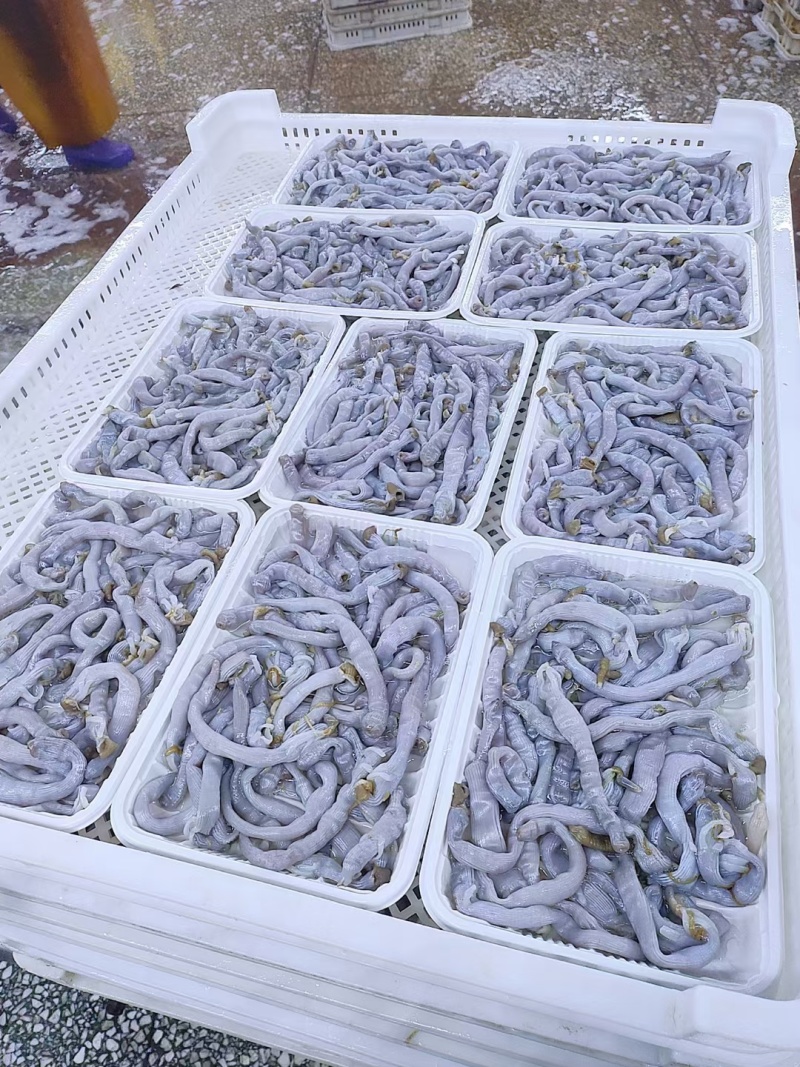 去内脏沙虫肉15元/袋