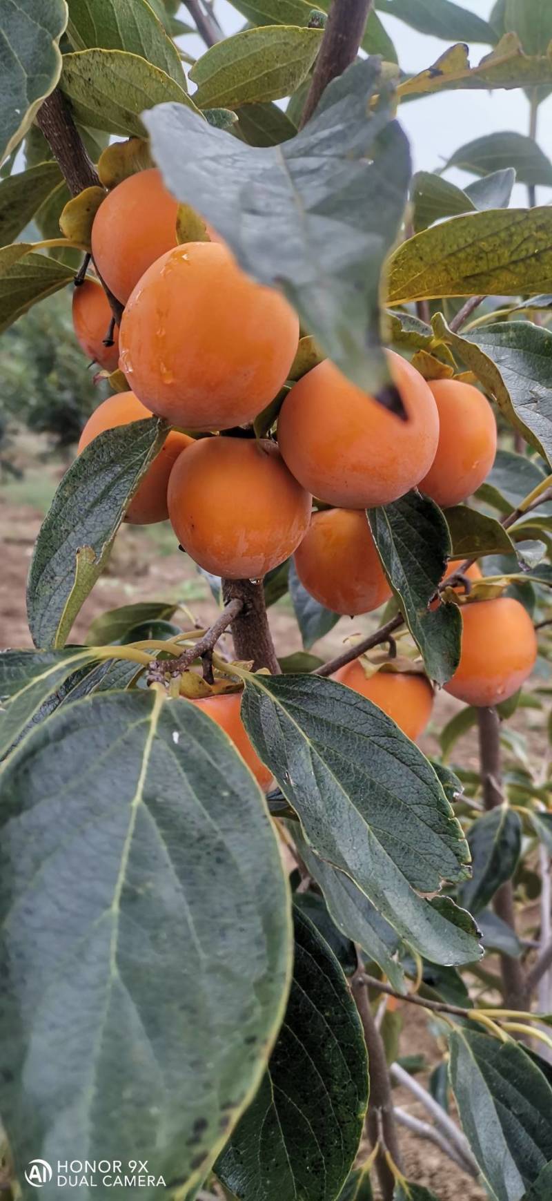 吊红柿子