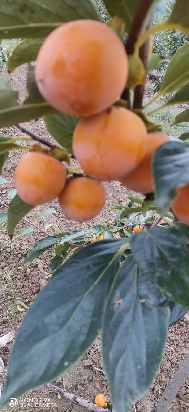 吊红柿子