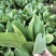 新鲜上海青青菜叶菜上市