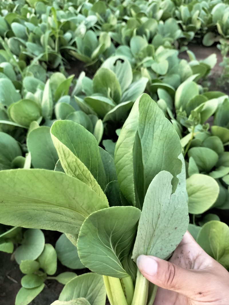 新鲜上海青青菜叶菜上市