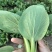 新鲜上海青青菜叶菜上市