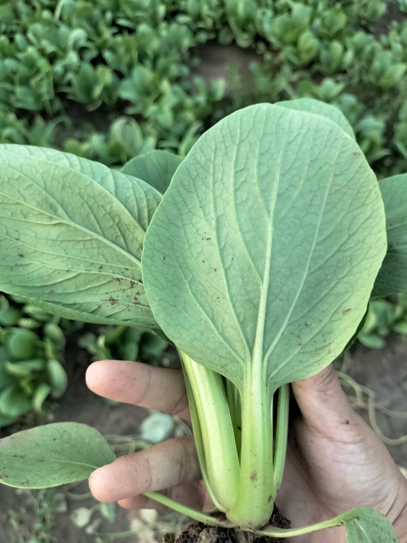 新鲜上海青青菜叶菜上市