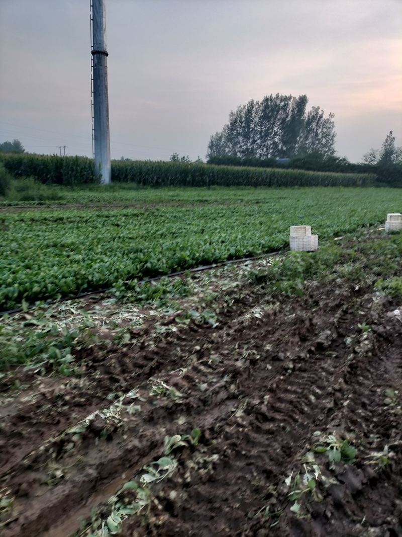 新鲜上海青青菜叶菜上市
