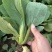 新鲜上海青青菜叶菜上市