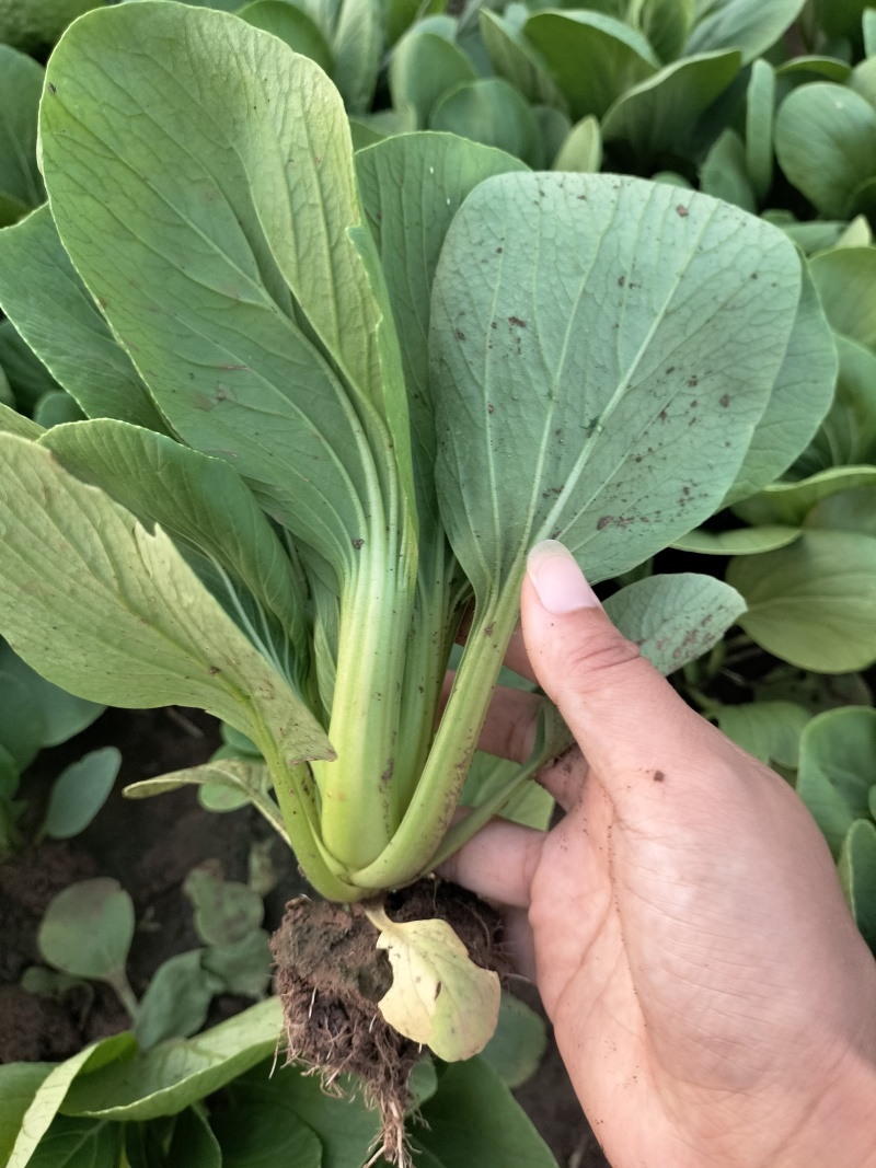 新鲜上海青青菜叶菜上市