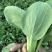 新鲜上海青青菜叶菜上市
