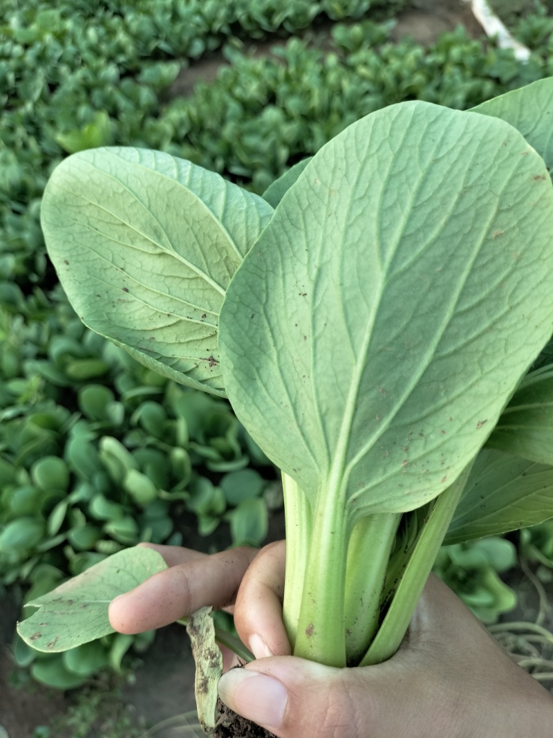新鲜上海青青菜叶菜上市