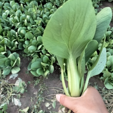 新鲜上海青青菜叶菜上市