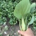 新鲜上海青青菜叶菜上市