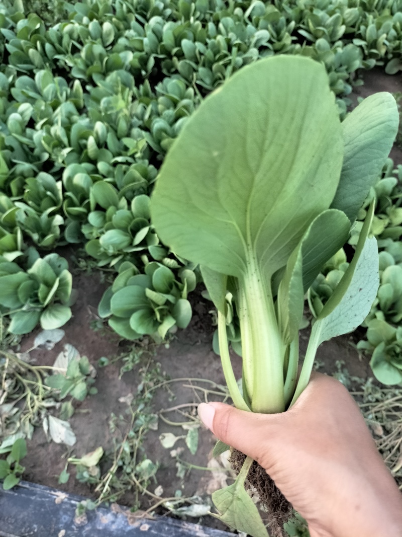 新鲜上海青青菜叶菜上市