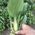 新鲜上海青青菜叶菜上市
