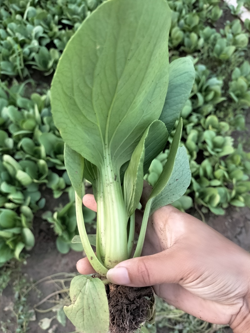 新鲜上海青青菜叶菜上市