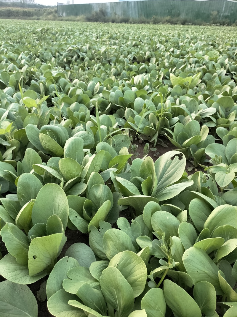 新鲜上海青青菜叶菜上市
