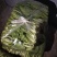 新鲜上海青青菜叶菜上市