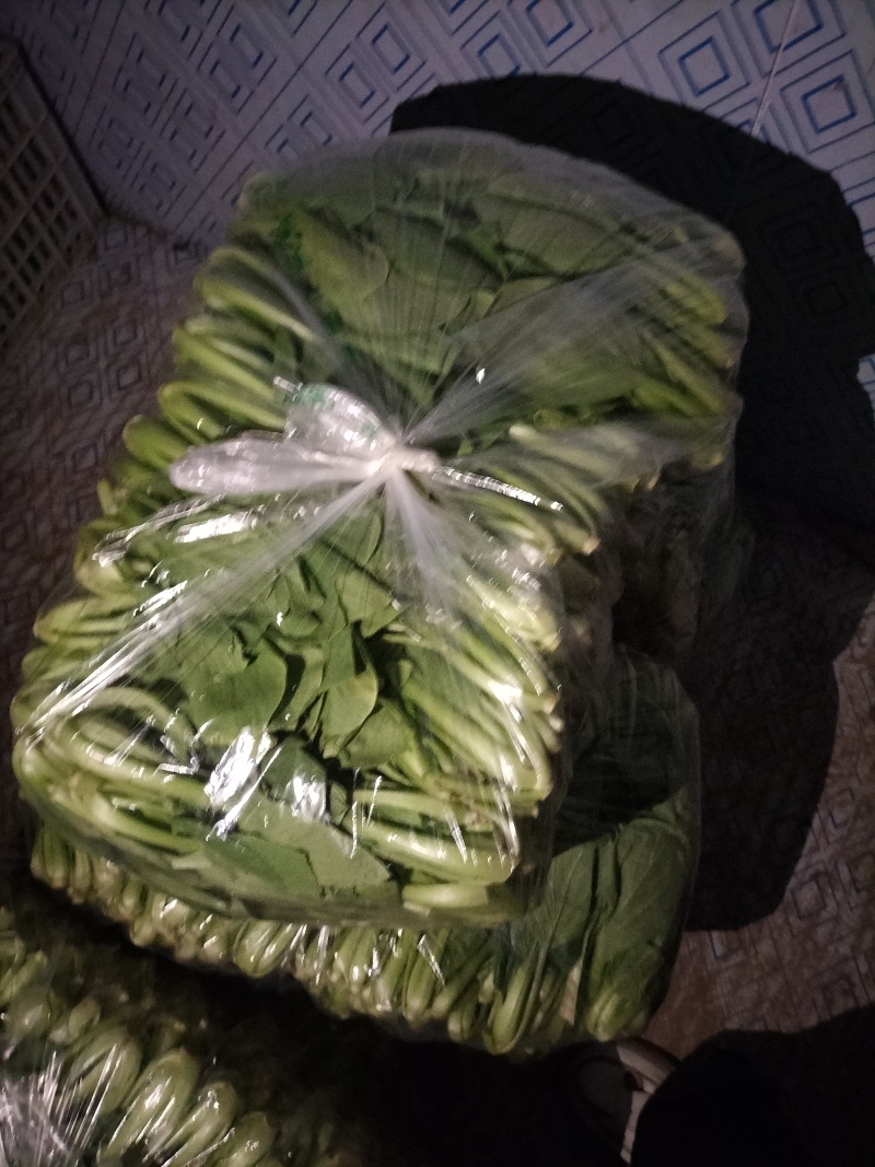 新鲜上海青青菜叶菜上市