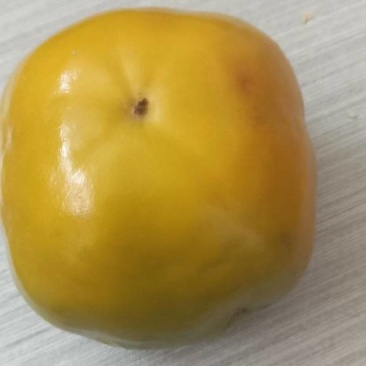 阳丰甜柿