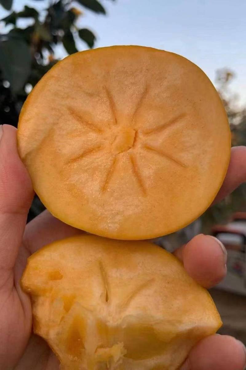 阳丰甜柿