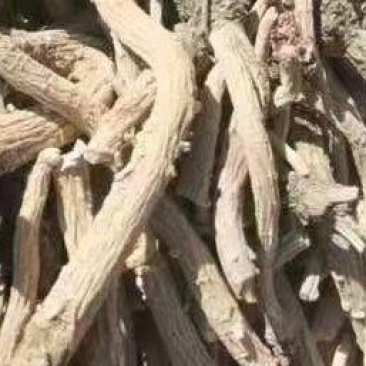 板蓝根
