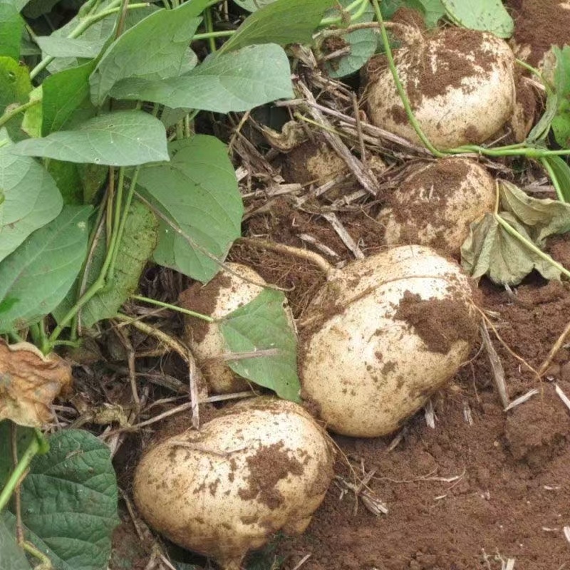 凉薯精品地瓜湖北宜昌豆薯产地一手货源对接全国市场
