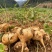 凉薯精品地瓜湖北宜昌豆薯产地一手货源对接全国市场