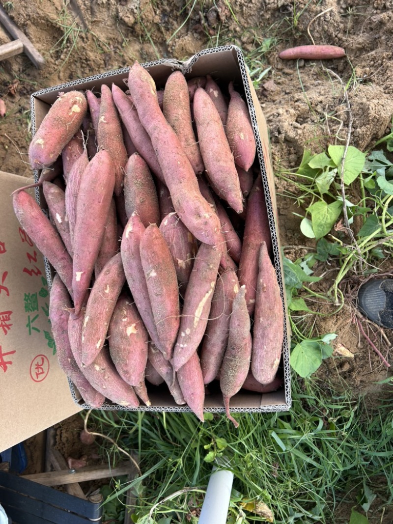 福建莺歌红蜜薯已大量上市，欢迎各大商超，市场前来合作。