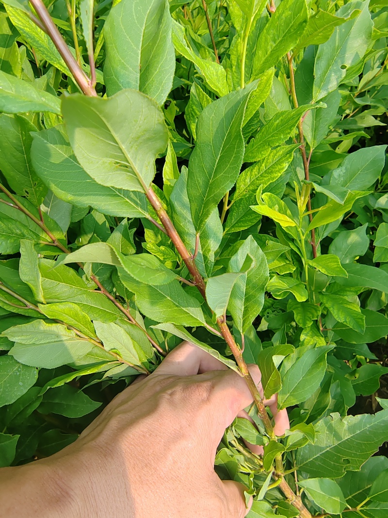 风味皇后（黄金恐龙蛋）李子，味甜香，糖度高