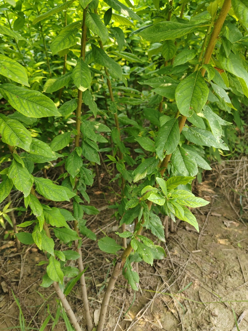 风味皇后（黄金恐龙蛋）李子，味甜香，糖度高