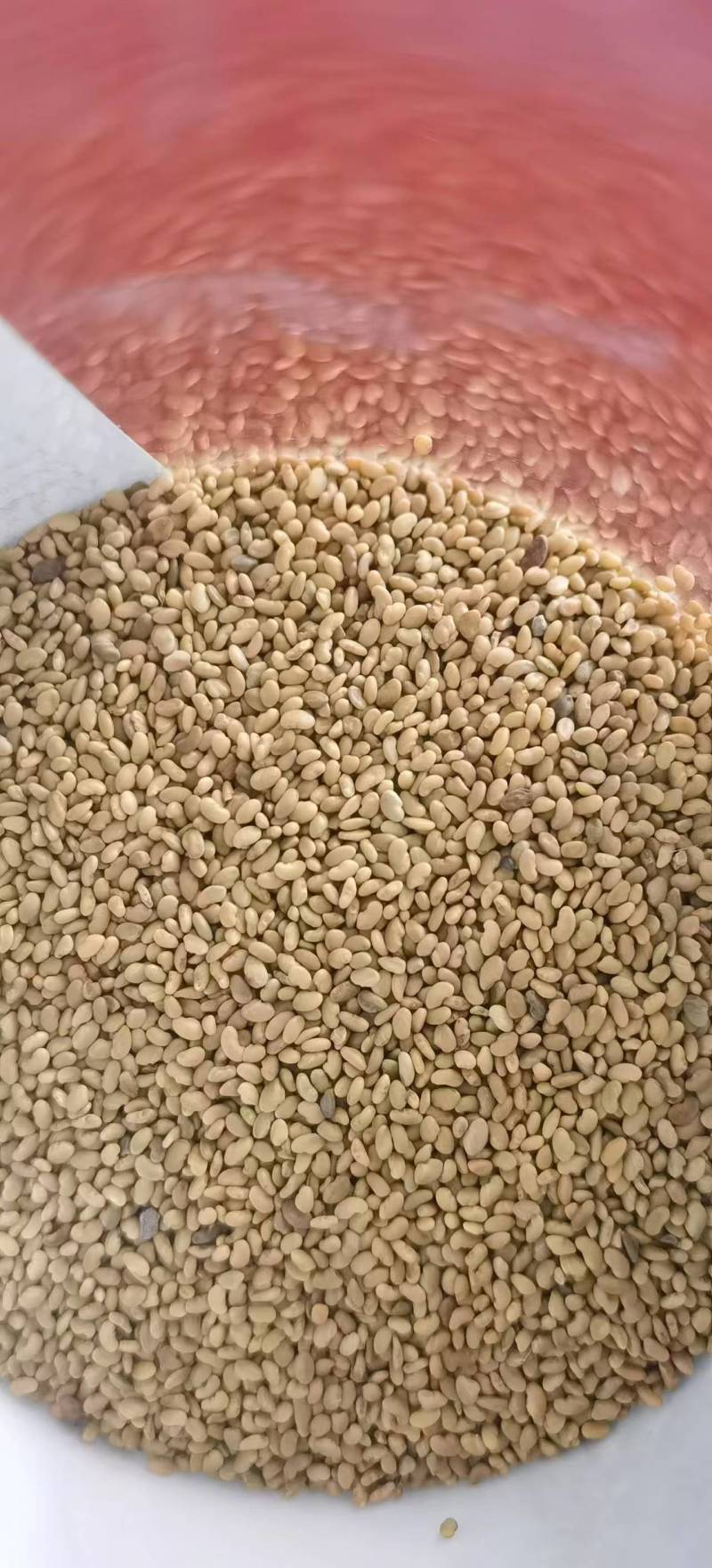 俄罗斯紫花苜蓿籽抗寒，返青好，常年生