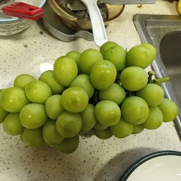 阳光玫瑰