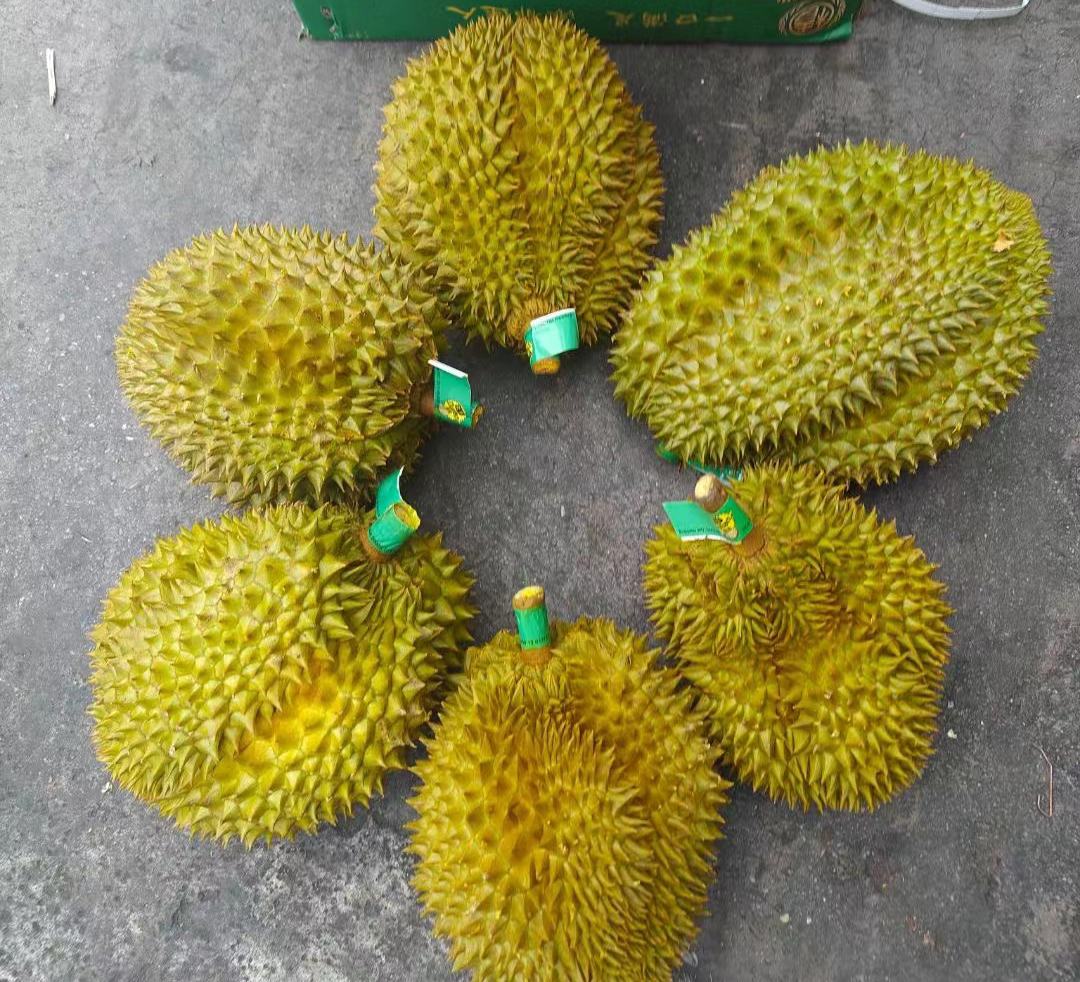 金枕榴莲成熟果实特写