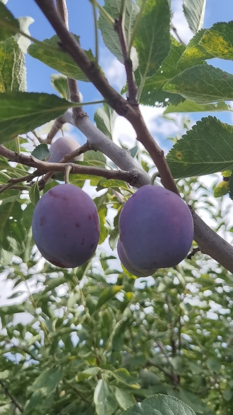 蔚县卯爷西梅种植基地，一手货源，规格齐全可视频看货发全国