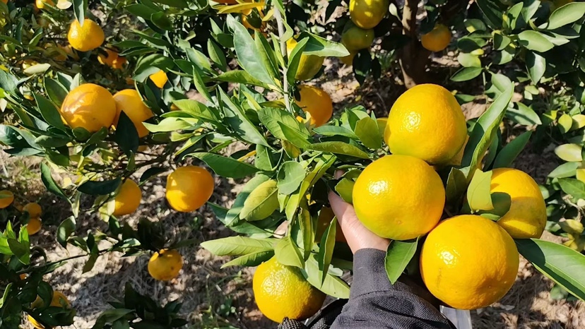 澳洲甜橙果园全景