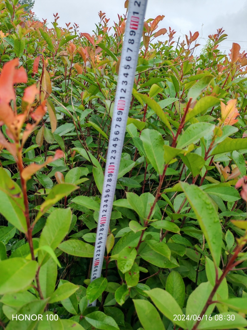 湖南郴州优质红叶石楠小苗，16号杯苗，地苗大量供。