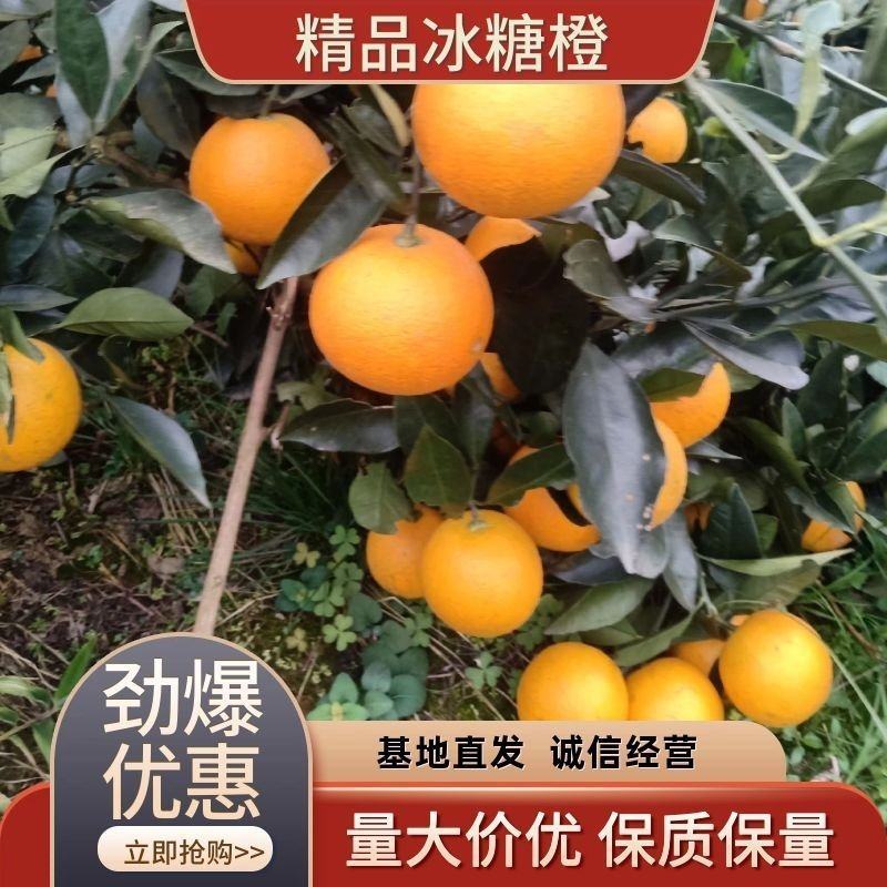 正宗麻阳冰糖橙，口感纯甜发渣，支持一件代发，全国发货