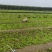 山东芹菜苗商河自有基地种植西芹菜苗根茎粗壮包成活率