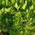 芹菜苗法国皇后美国西芹香芹基地直发保障质量
