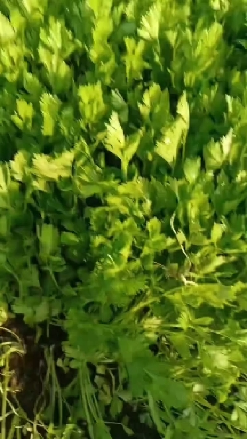 芹菜苗法国皇后美国西芹香芹基地直发保障质量