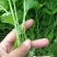 芹菜苗法国皇后美国西芹香芹基地直发保障质量