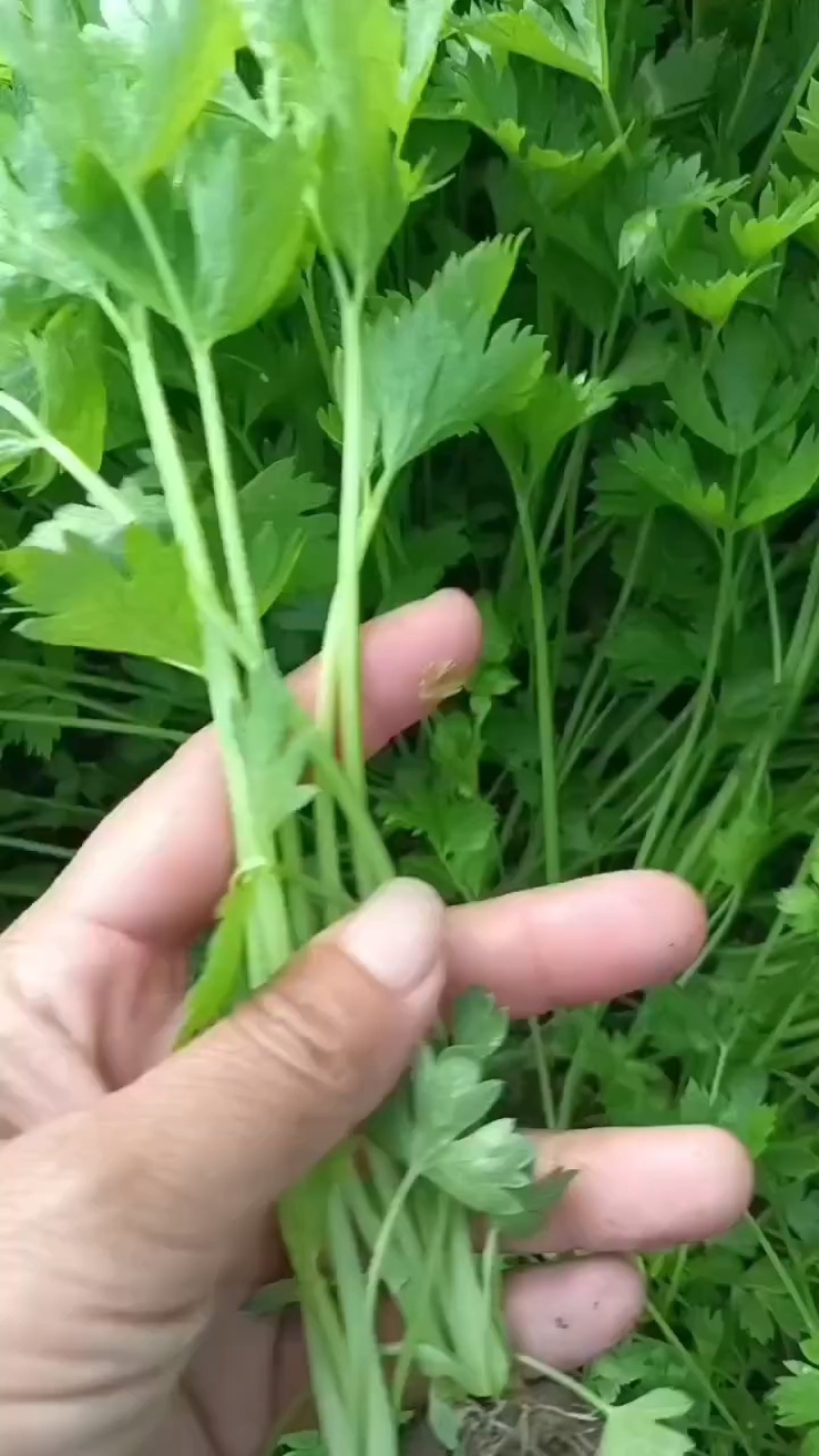 芹菜苗法国皇后美国西芹香芹基地直发保障质量