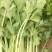 芹菜苗法国皇后美国西芹香芹基地直发保障质量