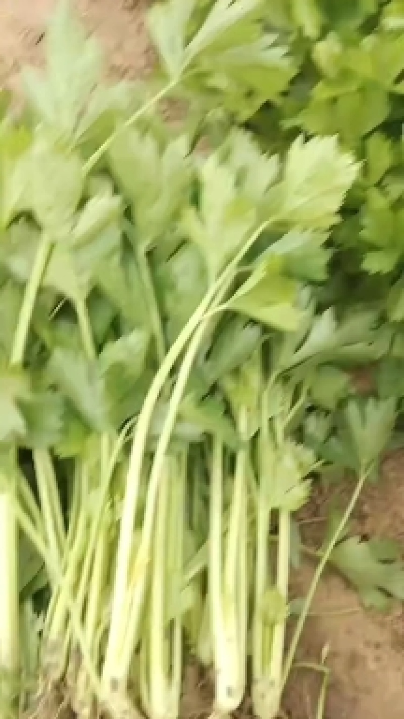 芹菜苗法国皇后美国西芹香芹基地直发保障质量