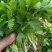 芹菜苗法国皇后美国西芹香芹基地直发保障质量
