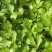 芹菜苗法国皇后美国西芹香芹基地直发保障质量