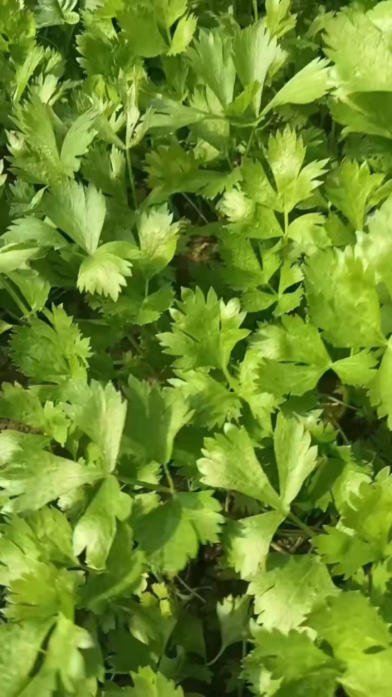 芹菜苗法国皇后美国西芹香芹基地直发保障质量