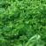 芹菜苗法国皇后美国西芹香芹基地直发保障质量